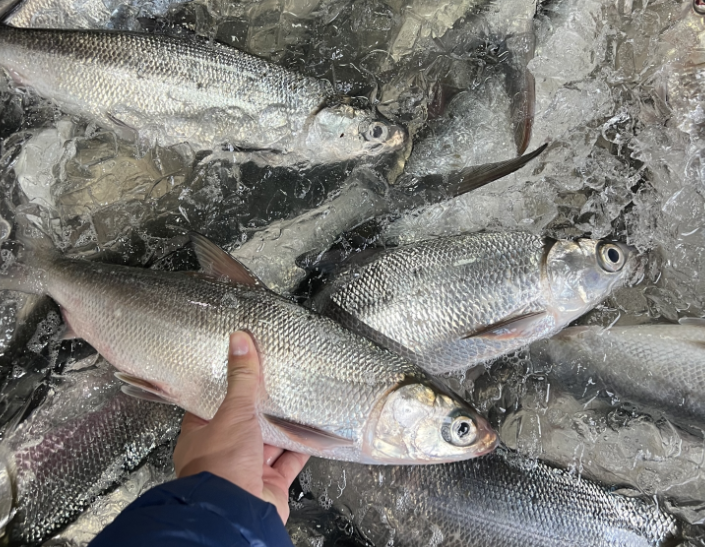 鹹水虱目魚頭